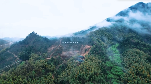 指尖凝金：黄芽茶的蜕变之旅
